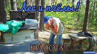 Три с половиной пчелиные семейки как они сиротки там))?? #пасека $бюджетная.