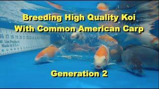 Breeding High Quality Koi With Common Carp - Generation2