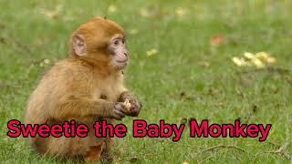 sweetie the Baby Monkey