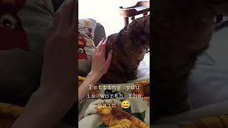 Rebel being Rebellious- My cat biting me for no reason. #cat #mycat #catlover #funnycat