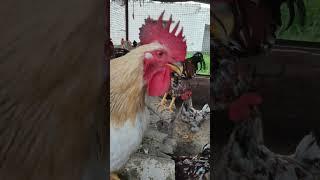 Hen sound  please wait in the end #shorts #hens #rooster  #subscribe ⬇️