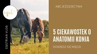 5 ciekawostek o anatomii konia