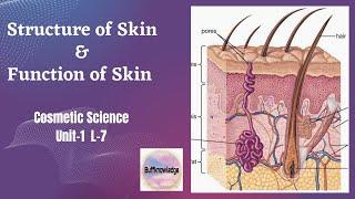 Structure of Skin and its Function ! Cosmetic Science! 8th sem! Unit-1 L-7 #B.Pharmacy#Buffknowledge