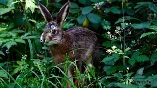 Ostern  -  kann kommen, Häschen ist schon da!