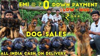 Shepherd Dogs For Sale | Cheapest German Shepherd Dog Kennel | Low Price Puppies | kennel near me