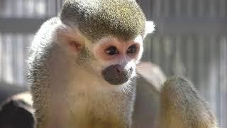 Squirrel Monkey (Hiratsuka City Comprehensive park Fureai Zoo, Kanagawa, Japan) August 26, 2018