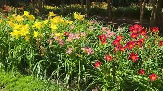 Daylily walk at Gibbs Gardens