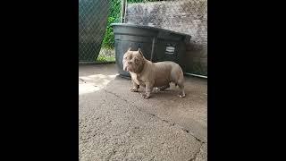 Top Quality Micro Exotic American Bully micro american bully nano bully