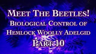 Meet The Beetles! Biological Control of Hemlock Woolly Adelgid Part 10