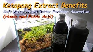 Ketapang Extract Benefits For Fish And Aquarium Plants