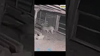 kangal vs wolf 1v1 real fight