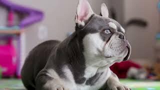 Aries: Exceptional Lilac and Tan C3 Clear French Bulldog Stud | AKC Registered