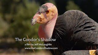 The Condor's Shadow