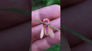 Rosy Maple Moths to melt your heart