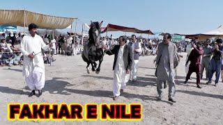 Fakhar e Nilie فخر نیلی  l Horse Dance l Baba Khera KHazana Rati Tibi Safdarabad 2024
