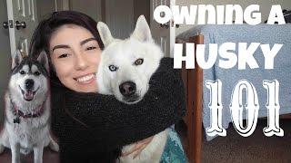 Everything you NEED to know BEFORE Owning a Husky!!