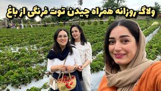 ولاگ روزانه همراه چیدن توت فرنگی از باغ  یک روز از زندگی من