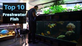 The Top 10 Fish in My Fish room of 100+ Fish