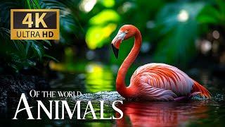 Animals of the World 4K  Discovery Relaxation Wonderful Wild Film with Relax Piano Music for Sleep