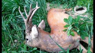 Rehbockjagd im Mai #3 Silbermedaille Rehbock mit 580g Nettogewicht nach unten!