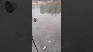 Зимняя рыбалка на летние снасти, winter fishing on the river