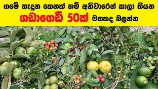 රස ගුන පිරුනු ගමේ පලතුරු 50ක් | Village Fruit Sri Lanka