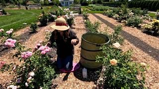 Planting a Few Things & Deadheading the Whole Rose Garden! ️ // Garden Answer