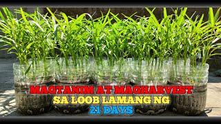 MAGTANIM AT MAGHARVEST NG KANGKONG SA LOOB LAMANG NG 21 DAYS