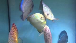 Male Discus Fight for Female