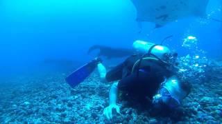 Diving with Mantas at Komodo Maritime National Park Manta Point, Flores