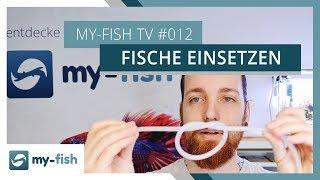 Fische richtig einsetzen - darauf solltest du achten | my-fish TV