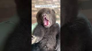 These kind people rescued a poor baby bear and then this happened #animalshorts #bear