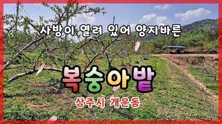 상주시 개운동(매매12777)_넓은 복숭아밭 #상주시 #상주과수원 #복숭아과수원 #상주농지 #상주전답 #상주부동산 #상주시부동산 #상주랜드 #희망공인중개사 #문경시 #예천군