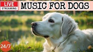 Dog MusicDog Calming MusicSeparation Anxiety ReliefDog Relaxing Music for Sleep14