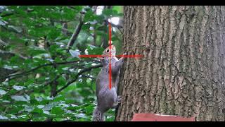 SQUIRREL HUNTING with a 22LR & Hollow Point Ammo