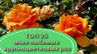 ТОП 25 моих любимых крупноцветковых роз. Питомник растений Е. Иващенко