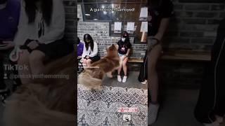 Have you seen a huge brown Samoyed before?  #seoulkorea #cafehopping #cafevlog #samoyed #dog #seoul