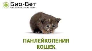 Панлейкопения кошек. Ветеринарная клиника Био-Вет.