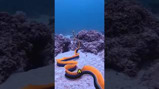 Ribbon Eel Nature’s Master of Transformation