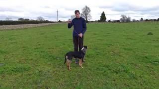 Dog Training - How to use a longline