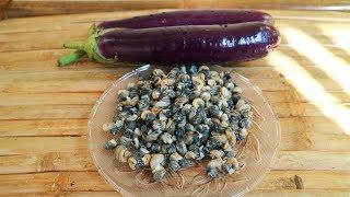 Cà Tím Xào Ốc - Eggplant recipes and Snails