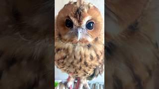 Babe ️  #owl #beauty #bird #birdslover #owls #owllovers #owllove #birdsounds #birds