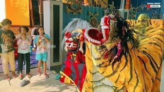 Aksi Barongan Ganas Barongan Hargo Budoyo Live Blandok Indah - WONG WORO