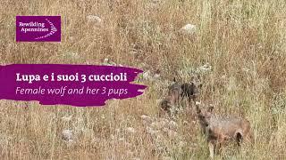 Lupa e i suoi tre cuccioli - Female wolf and her three cubs