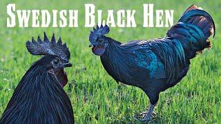 The other all-black chicken: meet the rare Svarthona