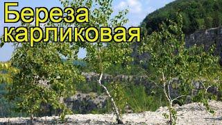 Береза карликовая. Краткий обзор, описание характеристик, где купить саженцы betula nana