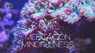 Meditación Mindfulness para Principiantes | Splendmedt