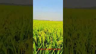 Farming