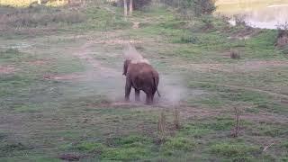 Elephant Dust Bathing