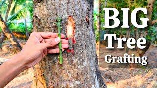 BIG MANGO TREE GRAFTING | How to graft on mango big tree | mango grafting techniques